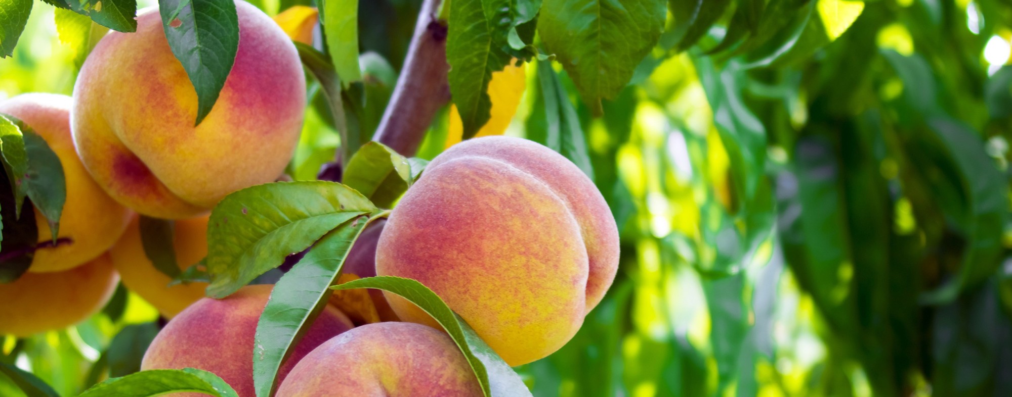 Peach tree